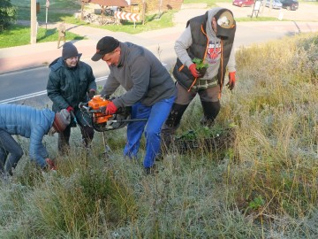 sadzenie zawil. wielk. 10.25. 5, 